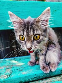 Close-up portrait of a cat