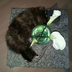 High angle view of cat on table at home