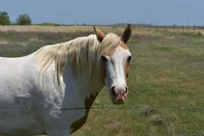 Horse in the field