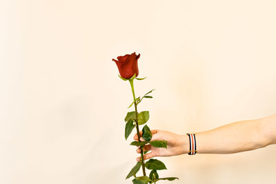 Cropped hand of woman holding flower against white background