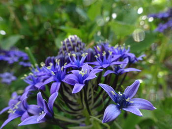 Close-up of purple blue flowers