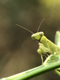 Close-up of insect on leaf