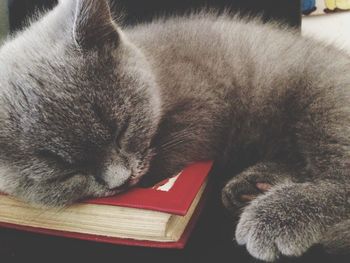 Close-up of cat sleeping