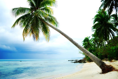 Palm trees by sea against sky