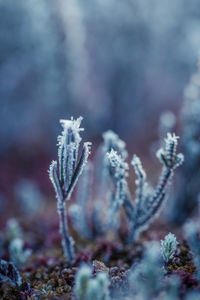 Close-up of frozen plant