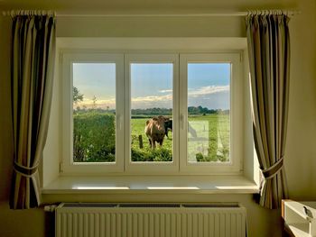 Cows seen through house window