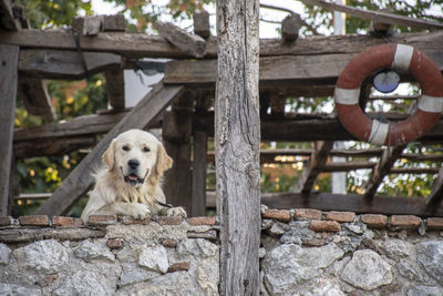 Portrait of dog by wood