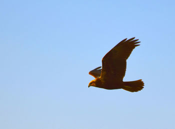 Low angle view of bird flying against clear blue sky