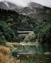 Japanese forest