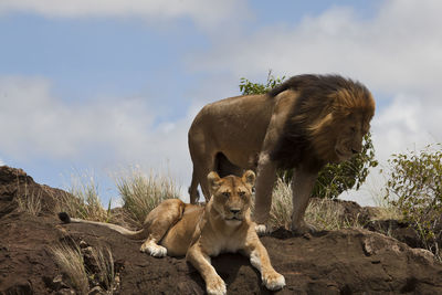 View of an animal on field