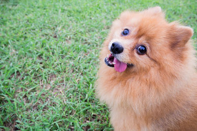 High angle portrait of pomeranian sticking out tongue on grassy field