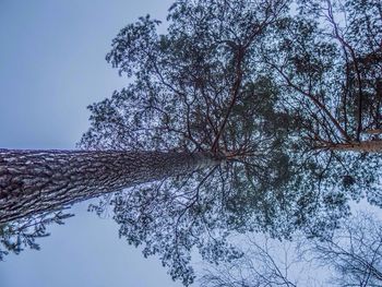 Low angle view of bare trees against blue sky