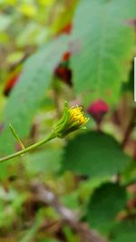 Close-up of insect on yellow flower