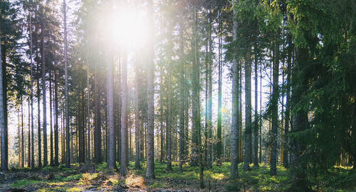 Sunlight streaming through trees in forest