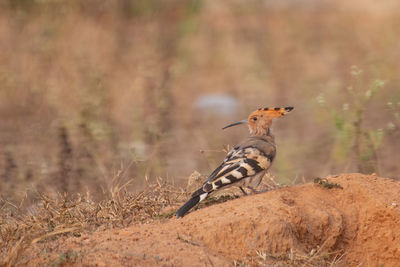 Side view of bird perching on a field