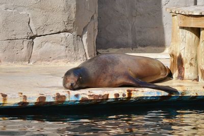 Sea lion in a zoo