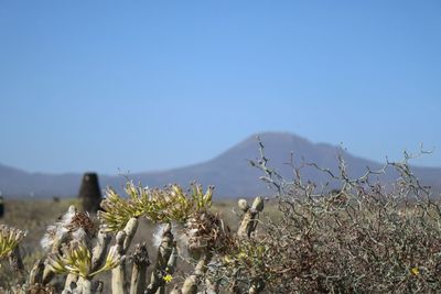 Close-up of plants growing on field against clear blue sky