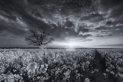 Scenic view of field against sky