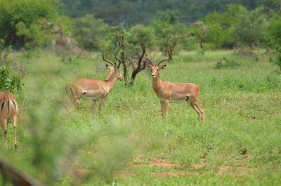 Deer in a forest