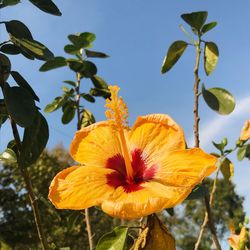 Close-up of yellow flowering plant against sky