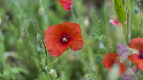 Close-up of red poppy blooming outdoors