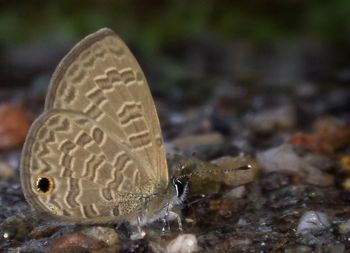 Close-up of butterfly on field