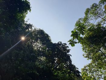 Low angle view of sunlight streaming through trees against clear sky