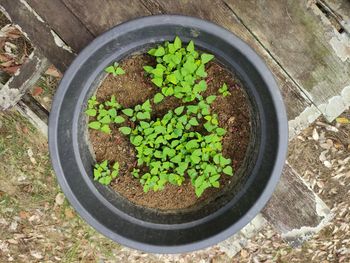 High angle view of potted plants