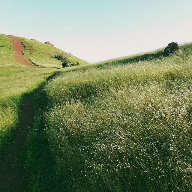 clear sky, grass, tranquility, tranquil scene, landscape, green color, scenics, field, beauty in nature, nature, grassy, growth, mountain, copy space, non-urban scene, plant, idyllic, remote, day, hill