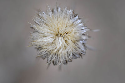 Close-up of wilted plant