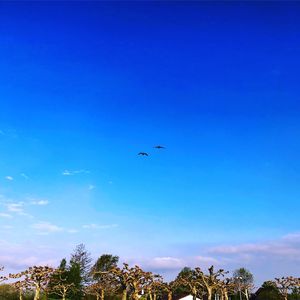 Low angle view of birds flying against blue sky