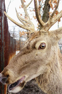 Close-up portrait of deer