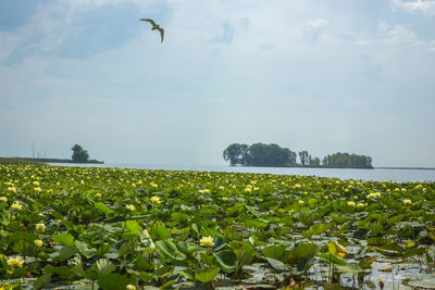 Scenic view of flower field against sky