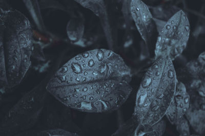 Full frame shot of wet leaf