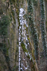 Close-up of spider web on frozen water