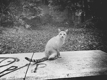 Cat lying on the ground