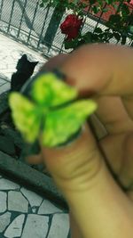 Close-up of cropped plant