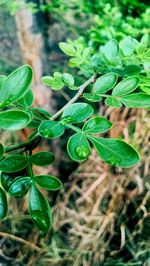 Close-up of leaves