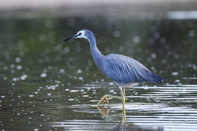 Close-up of bird perching on lake