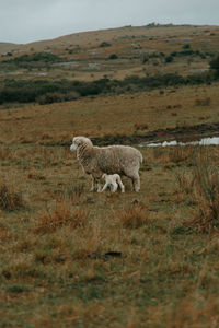 Sheep in a field