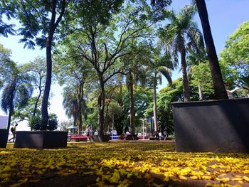 Trees and yellow flowering plants in park