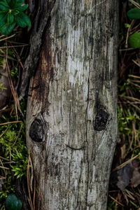 Close-up of tree trunk