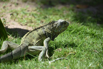 Close-up of iguana on field