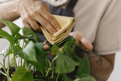 Hands of man cleaning leaf of plant with napkin