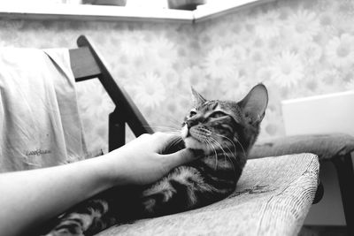 Close-up of kitten sitting on sofa at home