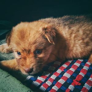 Close-up portrait of a dog resting