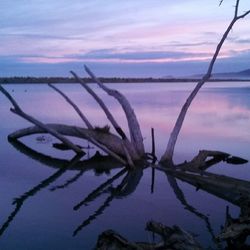 Reflection of trees in water at sunset