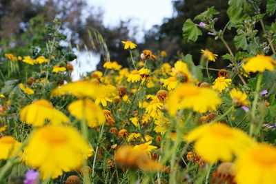 Close-up of yellow flowers blooming in field