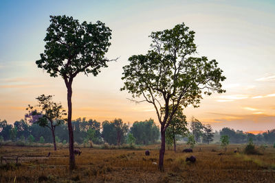 Trees on field against sky during sunset