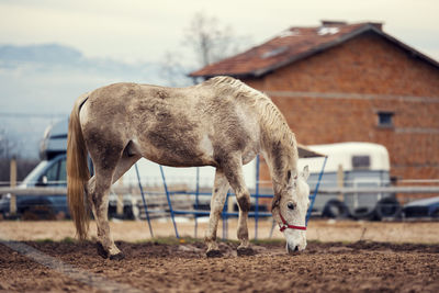 Dirty horses in a muddy riding arena with an electric fence in countryside horse riding ranch